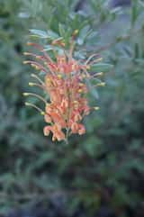 Grevillea 'Sunrise' is a shrub that grows to about 0.8 m tall and up to 2 m wide. The leaves are grey-green and often deeply divided into lobes with pointed tips. The leaf size is about 5 cm long and...