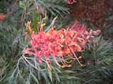 Grevillea 'Superb' is a shrub growing to about 1 m tall. The leaves and flowers are similar to Grevillea 'Robyn Gordon, although flower colour is different. Grevillea 'Superb' has salmon flowers...