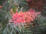 Grevillea 'Superb'