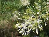 Grevillea 'White Wings'is a bushy shrub growing to about 3 m tall and 5 m wide. The leaves are finely divided into three narrow lobes. Masses of white fragrant flowers are produced in winter and...
