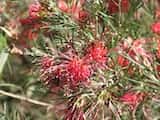 Grevillea 'Winpara Gem' is a dense shrub growing to 2m tall. The leaves are up to 6 cm long and deeply divided into lobes. The cultivar originated as a seedling on a property, 