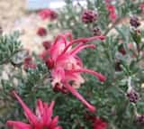 Grevillea 'Winter Delight' is a small compact mound shaped shrub growing to 30 cm tall and about 1.2 m wide. The leaves are soft grey. Profuse clusters of reddish pink and cream flowers are produced...