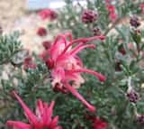 Grevillea 'Winter Delight'