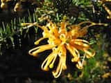 Grevillea juniperina 'Molonglo' is a low spreading shrub growing to about 1 m high and over 1 m wide. The flowers are apricot with red styles. The leaves narrow with pointed tips growing 8 mm to 20...