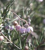 Guichenotia ledifolia is a spreading shrub with clusters of purple, mauve or pink bell shaped or lantern shaped flowers in winter and spring (July - October).