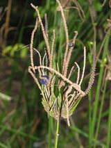 Gymnostachys is a plant in the Araceae family. The only species in the family is Gymnostachys anceps. It is a strappy leaved plant with spikes of blue and white flowers. Fibres from Settler's Flax...