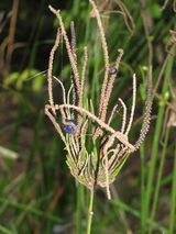 Gymnostachys anceps