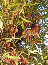 Hakea archaeoides is a large shrub or small tree. It produces clusters of red and yellow flowers from spring to early summer. The flower racemes develop in the leaf axils on older wood and are up to...