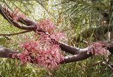Hakea bakeriana is a compact, bushy, small to medium sized shrub. It has bright green narrow leaves. It produces attractive cream, pale pink or deep pink flowers in loose clusters in late winter and...