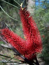 Hakea bucculenta from Western Australia is one of the most striking Hakeas. It is an upright shrub with narrow leaves and spikes of red or orange red flowers to 10cm long from June to October. It is...