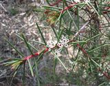 Hakea decurrens is a medium shrub. Young stems are red and the leaves are narrow and prickly. The plant produces pinkish buds opening into white flowers in winter and spring. The fruit is a woody...