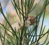 The Sweet-scented Hakea is a rounded shrub with bright green lobed leaves with sharp points. The sweetly scented flowers are white and produced in profuse clusters. The main flowering is in the...