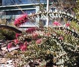 The Myrtle Hakea is a small spreading lignotuberous shrub with small elliptical leaves about 2cm long, with sharp points at the tips. The leaves are alternate and 7mm to 24mm long, and 3mm to 10mm...