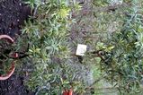 Hakea oleifolia