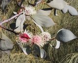The Sea Urchin Hakea is an upright shrub or small tree It produces globular clusters of pink and cream flowers in autumn and winter (March to July). The pale grey leaves are alternate and 4cm to...