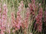 Hakea scoparia, known as Kangaroo Bush in parts of Western Australia is a shrub or small tree without a lignotuber. It produces clusters cream or pinkish flowers from April to September. The narrow...