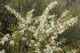 The Dagger Hakea is a prickly shrub. It is fairly easily grown but is rarely cultivated. It has thick fleshy leaves with spikes at the tips, arranged in spirals along the plant stem. Clusters of...
