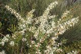 Hakea teretifolia