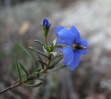 The Mallee Blue-flower or Rough Halgania is a small perennial sub-shrub with a suckering habit. It is usually dense and bushy. The dull green leaves are linear or narrow elliptical with toothed...