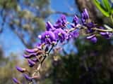 The Native Lilac is a climbing vine or climbing shrub in the pea family. The leaves usually have three leaflets about 15 cm long and up to 6 cm wide. The pea flowers are mauve or purple-blue and...