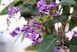 Hardenbergia 'Happy Wanderer' is a vigorous climber or trailing plant. This cultivar is more vigorous and has larger leaves and flowers than the Hardenbergia violacea species. The arrow-shaped leaves...