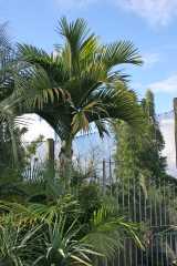 Big Mountain Palm is a solitary feather-leaved palm with a slender ringed trunk growing to ten metres tall. The crownshaft is greyish green and the green fronds are pinnate and arch downwards. Creamy...