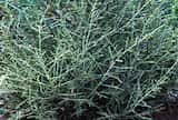 Kerosene Bush is a shrub that grows to between 0.5 and 1 m in height. The leaves are aromatic when crushed and inflammable, hence the common name. The leaves are like scales and up to about 5mm long...