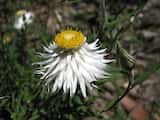 Satin Everlasting is a perennial herb growing to 50 cm tall. The leaves are narrow and grow up to 5 cm long and 1 cm wide. The plant flowers in spring and summer. The daisy flower head is white with...