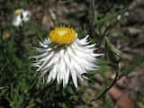 Helichrysum leucopsideum