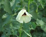 Swamp Hibiscus is a spreading or sprawling shrub with prickly stems and pale yellow flowers with a reddish purple spot in the centre. It is a free flowering ornamental plant that flowers during...
