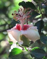 The Philip Island Hibiscus (Hibiscus insularis) is listed as Critically Endangered under Australian federal legislation. It is found only on Phillip Island near Norfolk Island where the entire...