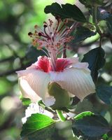 Hibiscus insularis