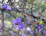 The Thorny Hovea is an upright rigid prickly shrub. It produces profuse clusters of purple blue pea flowers in winter and spring. The leaves are small and elliptic, and dark green in colour. The...