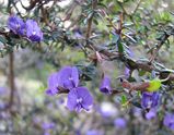 Hovea acanthoclada