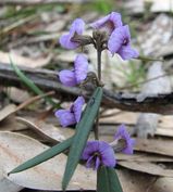 The Common Hovea is a slender upright shrub with hairy stems and branches. The lower leaves are elliptic or obovate, growing to about 1cm to 2.5cm long and 5mm to 10mm wide. The upper leaves are long...