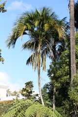 The Curly Palm is an elegant palm with greyish ringed trunk, growing to about ten metres in height. It has a crown of arching pinnate fronds with dark green leaflets which are somewhat angled. The...