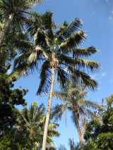 The Kentia Palm is an popular palm with dark green ringed trunk to 15 cm in diameter, growing to about ten metres in height but often smaller. It has a crown of arching pinnate fronds with dark green...