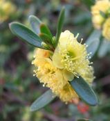 The Golden-flowered Myrtle is a small, spreading shrub with small, oval leaves about 10mm long. It produces clusters of fragrant bright yellow flowers along the stems in late winter and spring. The...