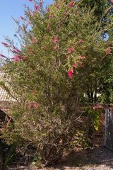 Callistemon 'Lavender Showers'