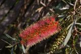 Callistemon 'Pink Champagne'