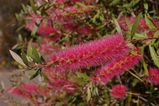 Callistemon 'Taree Pink'