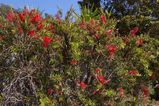 Callistemon 'Rose Opal'