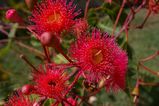 Corymbia 'Summer Red'