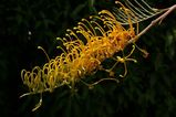 Grevillea 'Honey Gem' is believed to be a hybrid between Grevillea pteridifolia and Grevillea banksii. It has an open habit but can be kept bushy by pruning. It has large orange racemes of flowers...