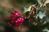 Grevillea insignis is a bushy eract shrub with prickly leaves. The leaves are 25mm - 45mm long and 15mm -30mm wide with prickly margins like holly. Grevillea insignis produces racemes of cream or...
