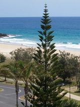 Araucaria heterophylla