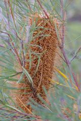 Banksia spinulosa