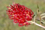 Grevillea banksii prostrate form is a bushy groundcover Grevillea with clusters of cylindrical red flowers in winter and spring, and intermittently throughout the year.