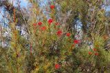 Grevillea 'Bon Accord'