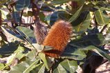 Banksia robur